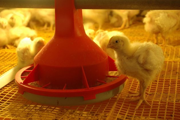 Пилетата се разболяват от енцефаломалация и ексудативна диатеза и поради повишено приемане на ненаситени полимастни киселини, на развалени, гранясали и стари мазнини