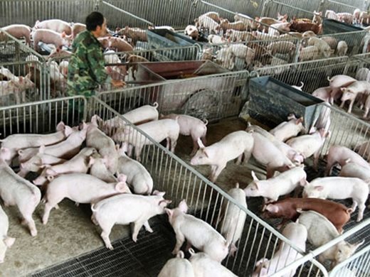 Китай отпуска още свинско месо от стратегическите резерви