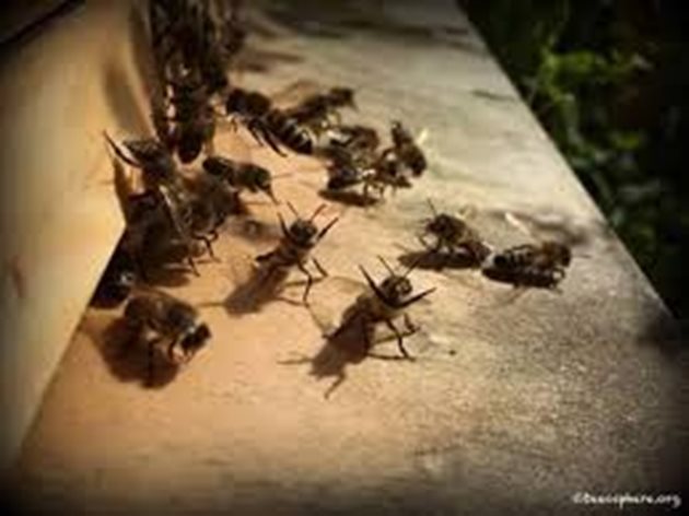 Независимо по кое време става навлизането в  чуждите кошери,тези явления разстройват работата на пчелните семейства. И най-важното -  те са важен фактор за разпространение на заразни и паразитни заболявания. Снимка Facebook
