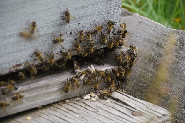  Заразените пчели не могат да летят. Те пълзят пред кошера, струпват се на купчинки и умират в конвулсии, треперейки с крилца.