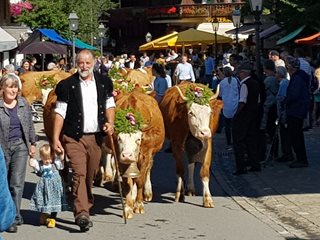 Дефилето на кравите в Швейцария - единственият ден, когато богаташите не са в центъра на вниманието