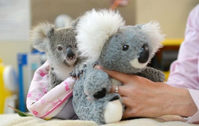 Шейн се гуши в плюшената играчка, когато усеща липсата на майка му, която е била блъсната от кола. Снимки: Ben Beaden/Australia Zoo