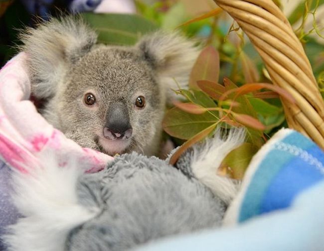 Малката коала получава грижи в болница за животни, но скоро ще бъде пуснат на свобода в природата.