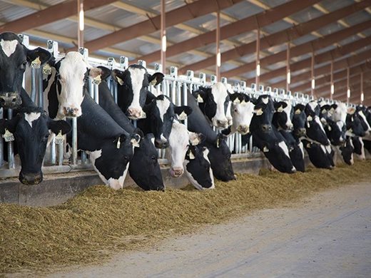 Определена е ставката и за обвързаното подпомагане за млечни крави - 368,85 лв.