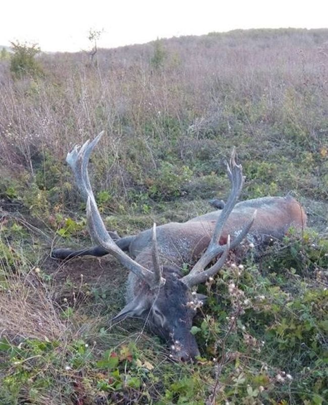 Поваленото животно е било най-голямото на Балканския полуостров;