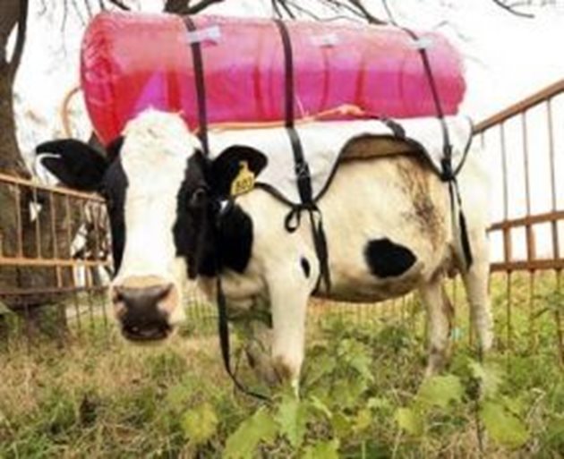 Това е една от изследваните в Аржентина крави, която потвърждава голямото количество вредни газове, които говедата отделят в атмосферата - 800-1000 л дневно