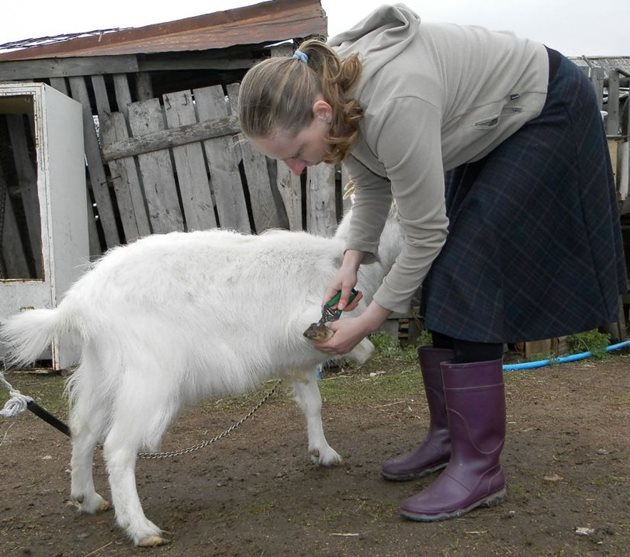 От състоянието на копитата зависи дали козата ще е здрава и млечна