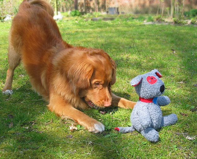 Кучето обича нови играчки, но бързо губи интерес към тях, защото опознава миризмите им