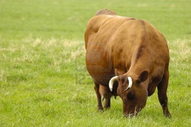 Крава с тегло 550 кг изхвърля всеки ден в атмосферата от 800 до 1 000 л вредни газове, твърдят аржентински изследователи