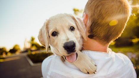 Изненадващи сигнали, че вашето куче ви обича