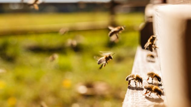 При първото затопляне пчелите започват да почистват гнездото, но голяма част от тях са ангажирани за донасяне на вода и прашец.