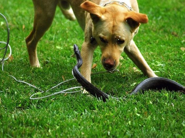 Докато сте на вилата през уикенда или по време на отпуск, съществува повишен риск кучето ви да бъде ухапано от змия. Най-често при двубой змията ухапва кучето по лапите, шията, главата, носа и дори езика.