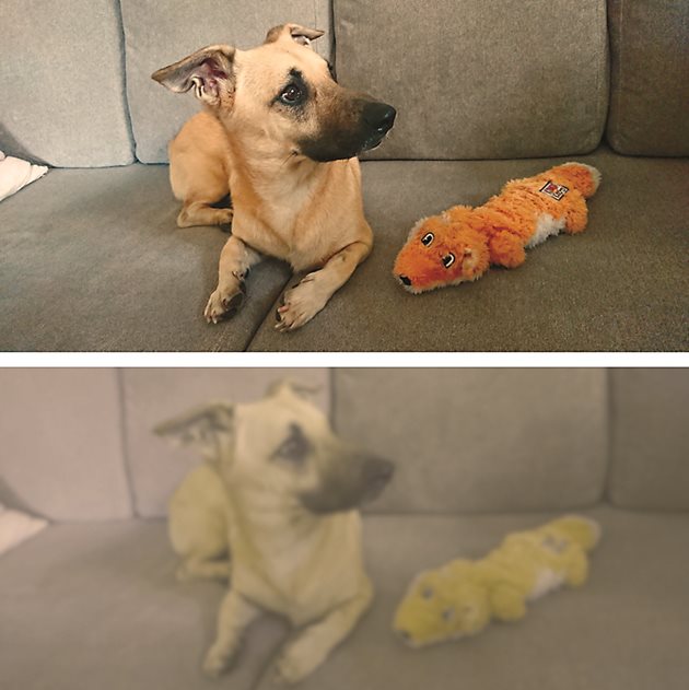 Горната снимка показва какво вижда човек, а долната – какво вижда кучето, както се интерпретира чрез инструмента за обработка на изображения Dog Vision