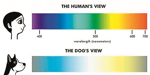 Спектърът на човешкото зрение срещу този на кучешкото