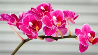 Какво да правим с новата орхидея