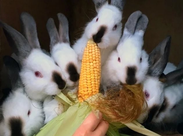 След 6 месеца калифорнийските зайци вече са готови за клане
