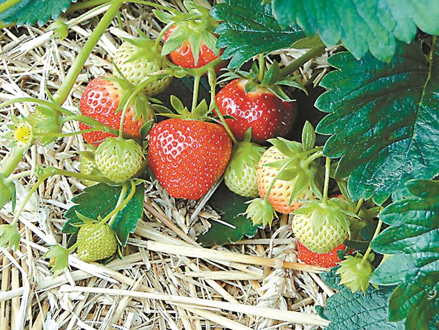Много ранни ягоди ще отгледате в оранжерия, която се отоплява