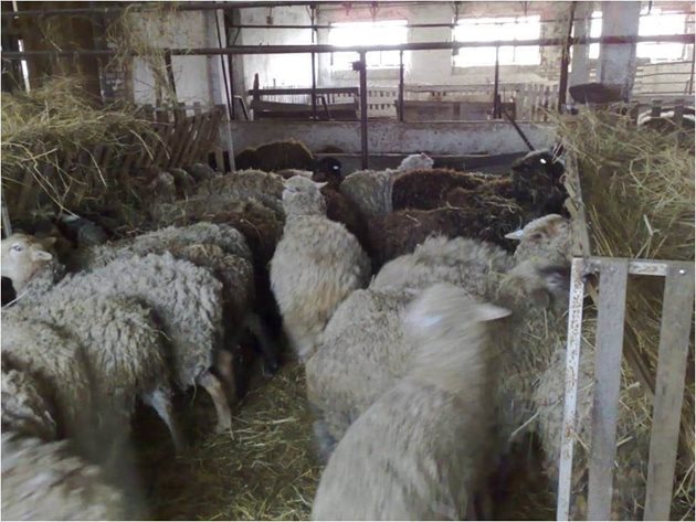 Високата влажност, ниските температури и близкият контакт на овцете в обора през зимата спомагат за възникване на краста