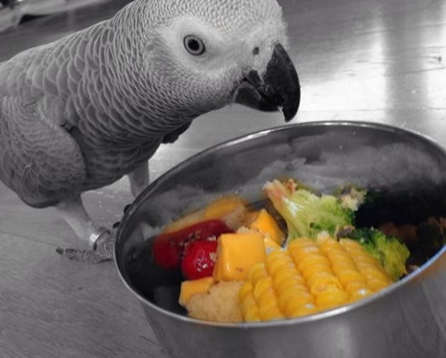 Давайте на папагала си царевица на кочан, моркови, тиква и ябълки
