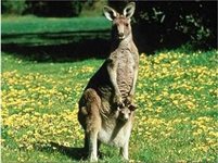 Откраднаха бебе кенгуру от торбата на майка му в зоологическа градина в САЩ (видео)