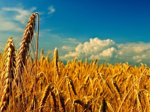 Производители: Хаосът на пазара на пшеница продължава, появиха се и спекуланти