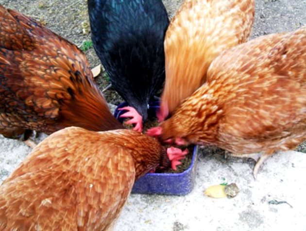 Зимното хранене на кокошките трябва да е богато на протеини
