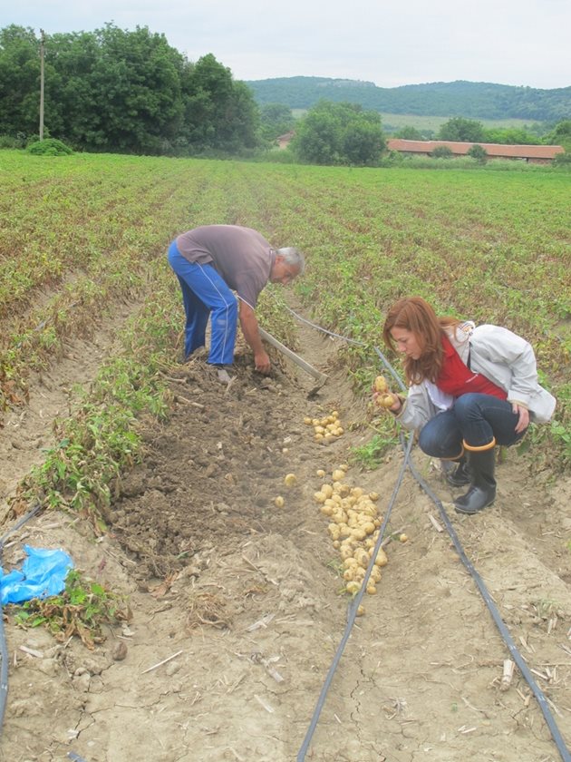 Картофите станаха "апетитна" култура. Част от помощите не достигат до реалните производтели.
Снимка: Ваня Велинска