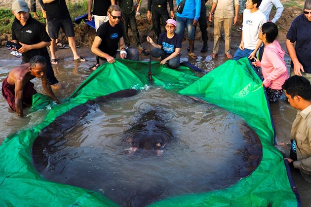 Най-голямата сладководна риба в света - гигантски скат, който тежи 300 килограма, бе заловена в Камбоджа.
СНИМКА: РОЙТЕРС