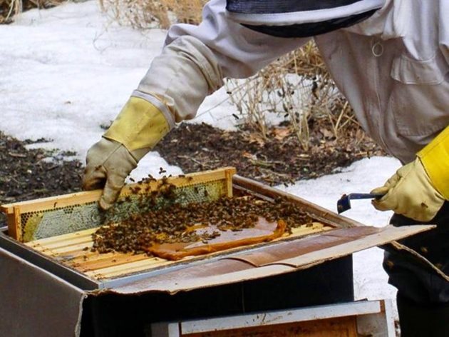 Храната за пчелите трябва да е с високо качество - чист нектарен мед. Внимание! Махнете мановия мед от кошера - през този период ще предизвика разстройство и смърт на пчелите!
