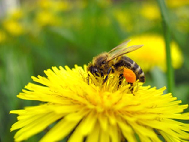 Глухарчетата могат да осигурят целогодишен източник на хранителни вещества за пчелите