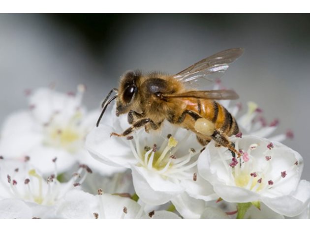 Майската болест по пчелите е известна още като поленова токсикоза. Според някои специалисти тя се дължи на отравяне с прашец от някои видове отровни растения от семейства лютикови и лилиеви.