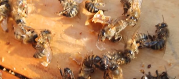Пчелите умират от глад през зимата, когато не могат да преминат към съседните пити с мед, защото над рамките няма необходимото разстояние за преминаване.