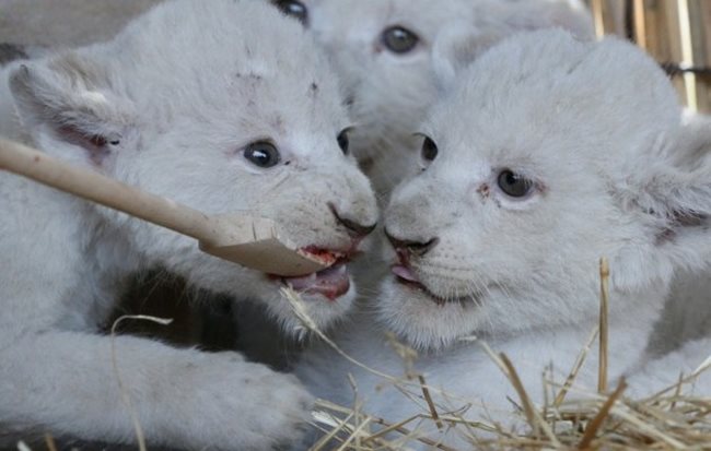 Новородени бели лъвчета. Снимка: Ройтерс