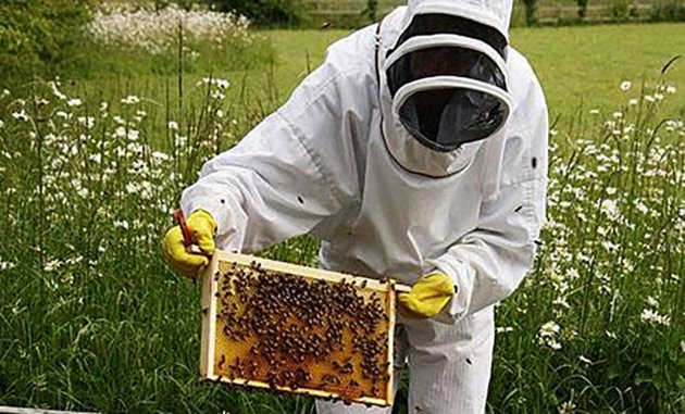 Опитните пчелари на пчелина работят винаги с гумени ръкавици