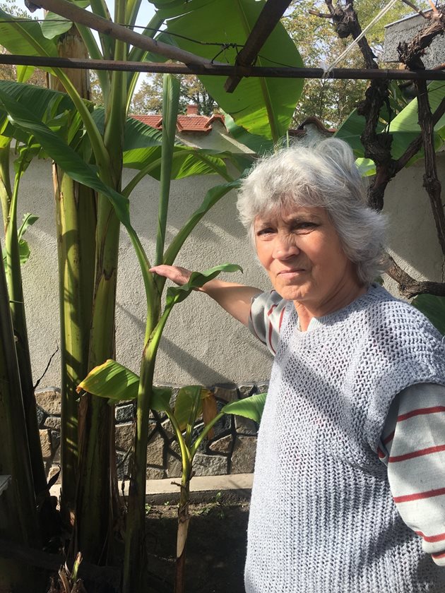Дичка Главнова и синът й раздават издънки от палмата на съселяни