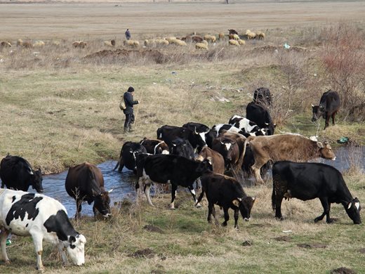"Български фермер": България селектира екокрави с по-малко метан