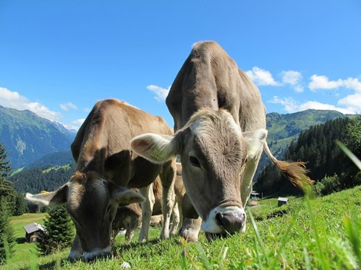 5,8 млн. евро дава България за подкрепа на млечния сектор
