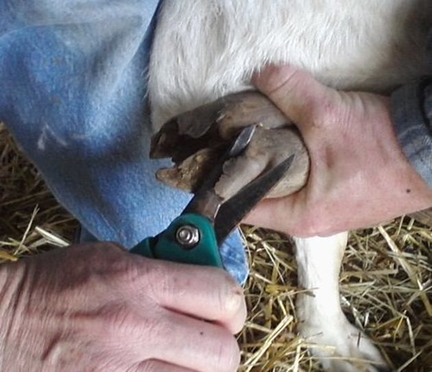 Копитата на някои кози се нуждаят от изрязване по-често от два пъти годишно
