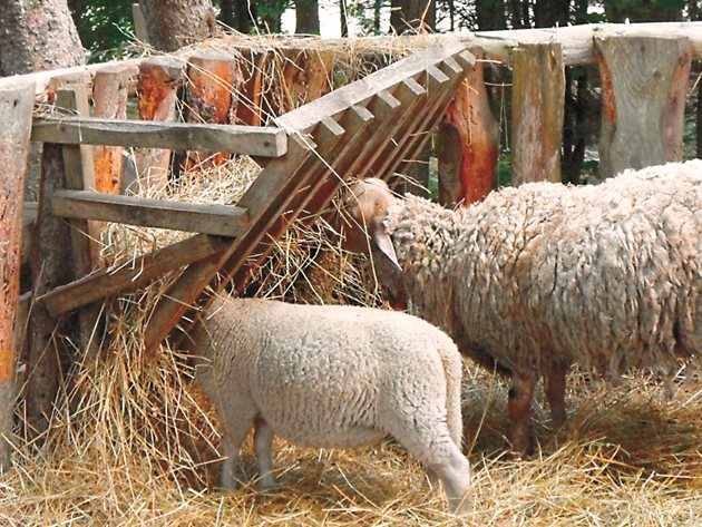 Дължината на нарязване на сламата за едрите преживни животни е 4-5 см, а за овцете - 2-3 см.