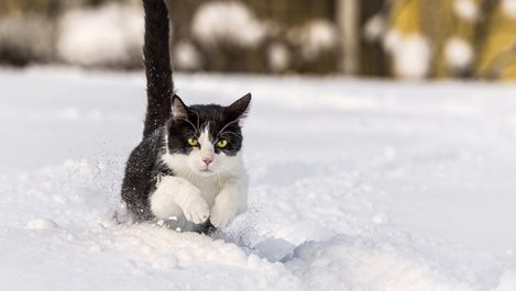 Котки се забавляват в снега (снимки)