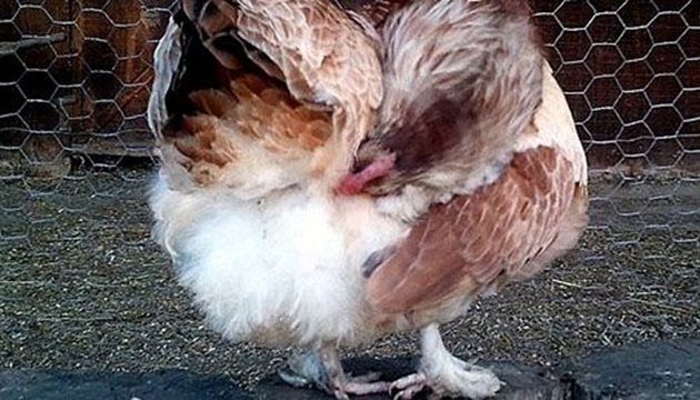 Влажното и топло време създава идеални условия за масовото размножаване на меки кърлежи, които тормозят кокошките