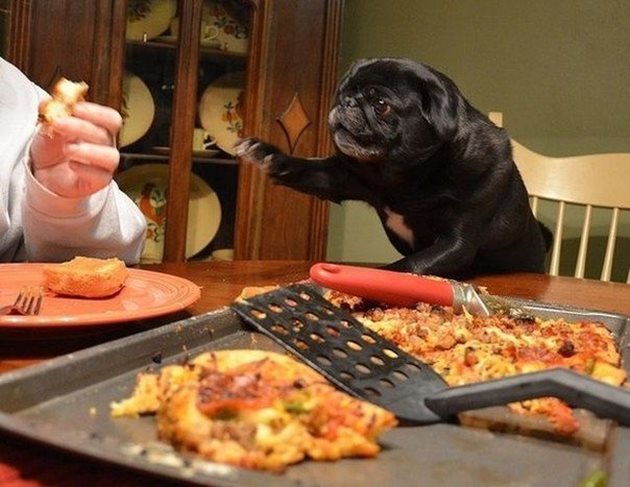 Ако имате гости, предупредете ги да не дават вкусни хапки на кучето или котката, които неизменно клечат край масата и направо пронизват дъвчещите с поглед