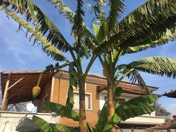 Високи палми се извисяват в двора на семейство Главнови в Катуница