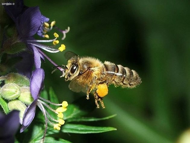 Учените доказаха, че пчелите са се научили да отгатват температурата на цветята по техния цвят