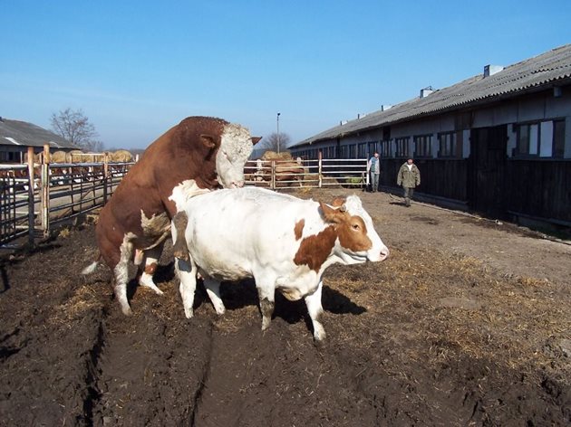 Първото покриване на младия бик трябва да се извършва под наблюдение и върху нехлъзгаща се повърхност Снимки Farmers Weekly