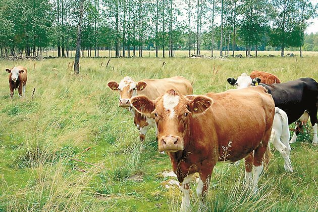 Кравите могат да бъдат използвани като биологично средство в борбата с плевелната растителност - "високоспециализиран хербицид".