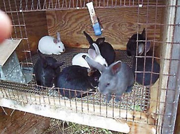 За да няма проблеми в зайчарника, профилактично третирайте всички зайци срещу вътрешно обезпаразитяване против кръгли червеи