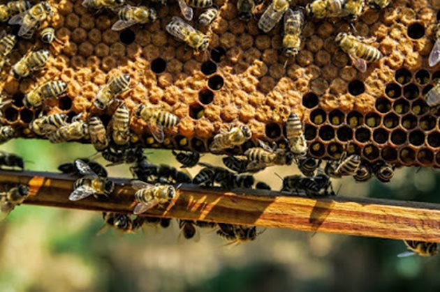Пчелите на изпадналото в роево състояние семейство са пасивни. Те не летят, не работят в кошера, висят като брада под прилетната дъска или стената на кошера, не отделят восък и не изграждат пити. Пчелата майка изцяло спира снасянето на яйца, теглото й силно намалява, за да може и тя също да излети с рояка.