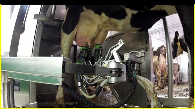 Доилният робот позволява събирането на точни всекидневни данни за индивидуалния млеконадой на всяка крава
Снимка: YouTube