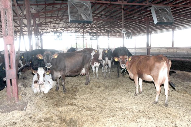 В новата ферма Тодор Ванев е осигурил на дойните крави си крави комфортни условия